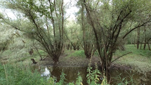 Rheinauen-Runde von Rastatt-Plittersdorf