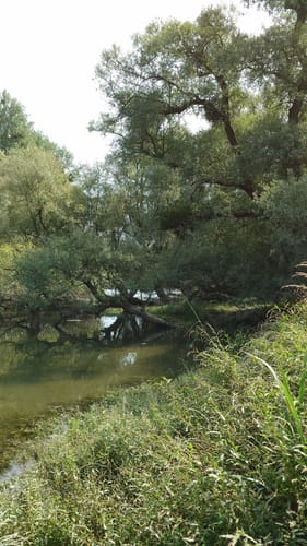 Rheinauen-Runde von Rastatt-Plittersdorf