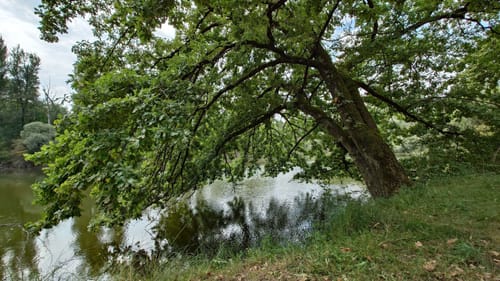 Rheinauen-Runde von Rastatt-Plittersdorf