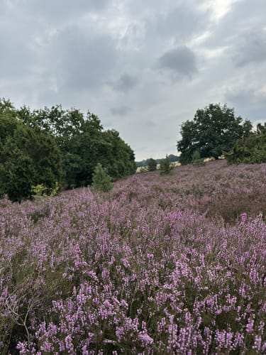 Von Tütsberg ins Twieselmoor