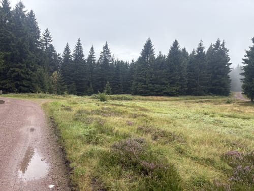 Rennsteig Etappe 4: Grenzadler -Allzunah