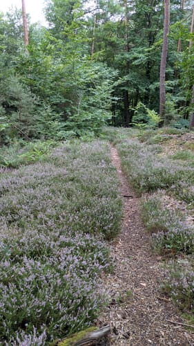Bad Bergzabern: Tabernae-Montanus-Weg