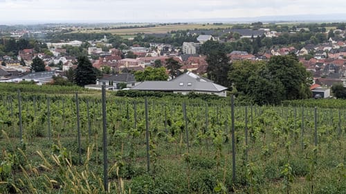 Bad Bergzabern: Tabernae-Montanus-Weg