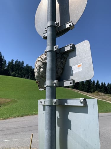 Scheidegg zum Pfänder