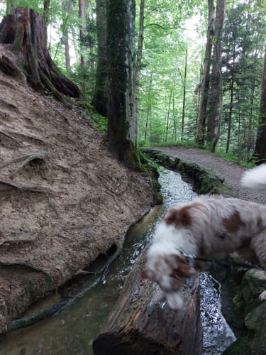 Bannwald Ottobeuren: Deutsche Levada Rundweg von Bannwaldweg