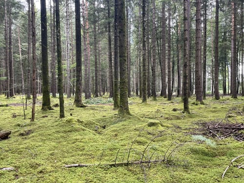 Waldpfad Groppertal (Premiumwanderweg)