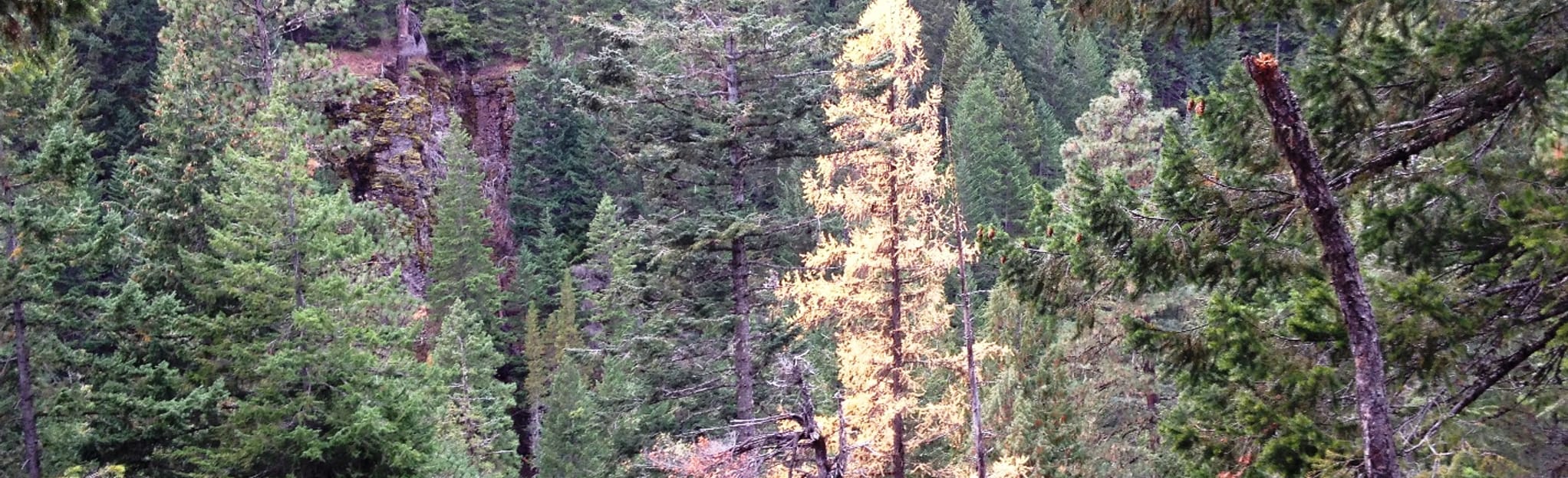 Buck Creek Trail 59 Reviews, Map Washington AllTrails