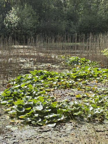 Gifhorner Heide - Heidesee - Fahle Heide