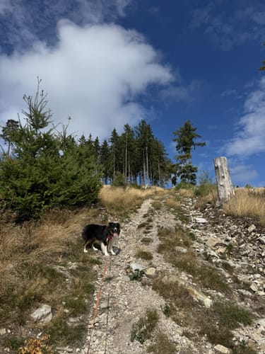Von Hohemark zum Kolbenberg