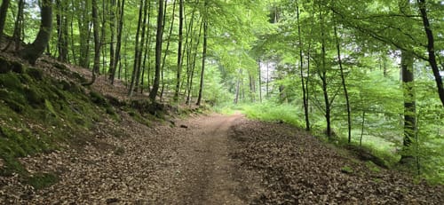 Kindsbach Kandeltal zur Ruine Großerberg