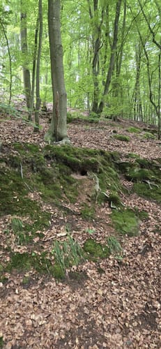 Kindsbach Kandeltal zur Ruine Großerberg