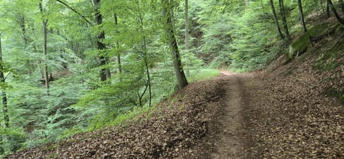 Kindsbach Kandeltal zur Ruine Großerberg