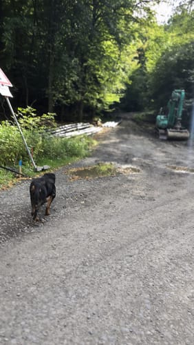Rundwanderweg A1: Im Arnsberger Wald bei Neheim