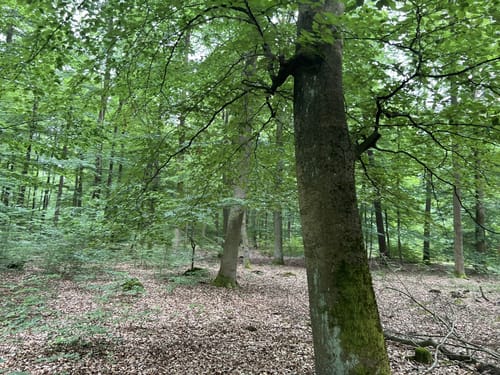 Rundwanderung Kapellensee & Kellsee