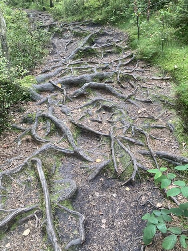 Weißmain-Ochsenkopf-Steig