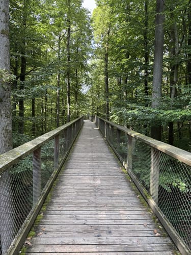 Baumwipfelpfad Steigerwald