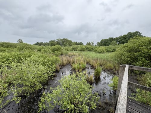 Wanderweg Dümmerdeich