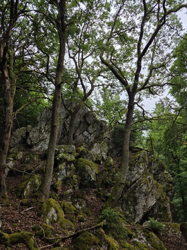 Schiefer-Wackenweg (Traumschleife)