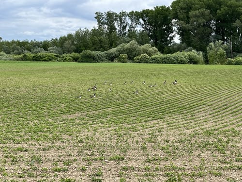 Neupotz - Fischerweg