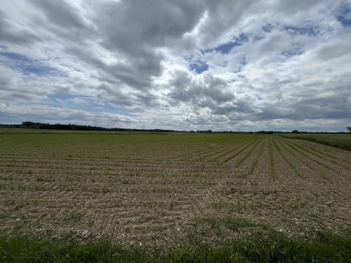 Neupotz - Fischerweg
