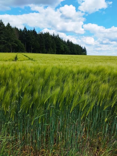 Butterpfad...wandern auf historischen Spuren