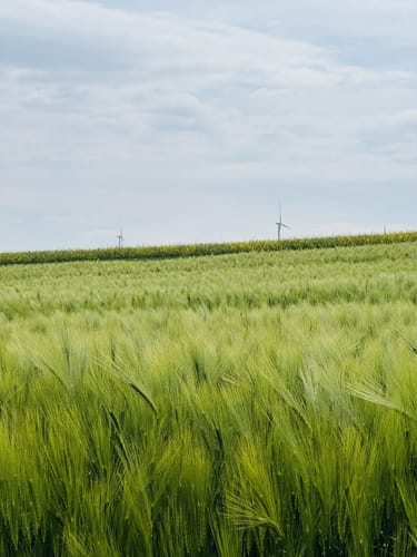 Homberger Weg