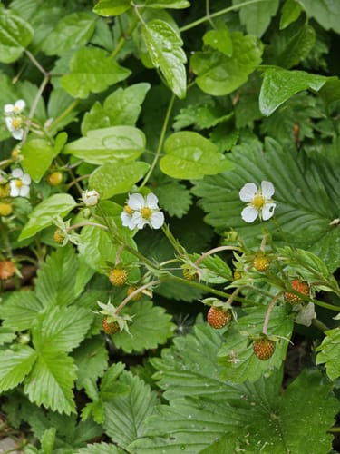Asbach-Sickenberg P16 (Premiumwanderweg)