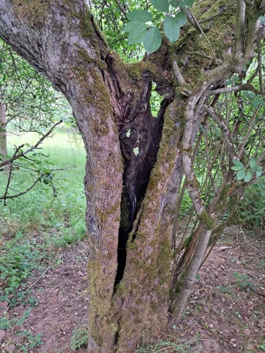Rundwanderweg Schneeberg Morretal 2: Tal-Weg