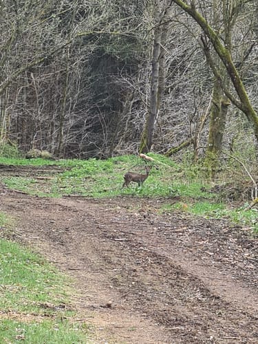 Von Bleialf zum Grenzwanderweg (Bleialf Nr. 20)
