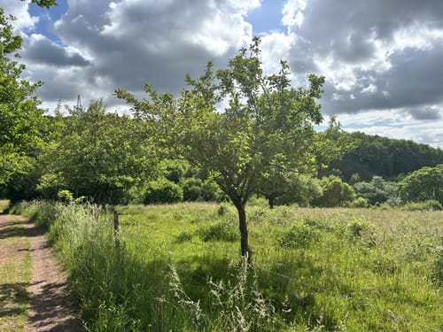 Waldsaumweg (Traumschleife)