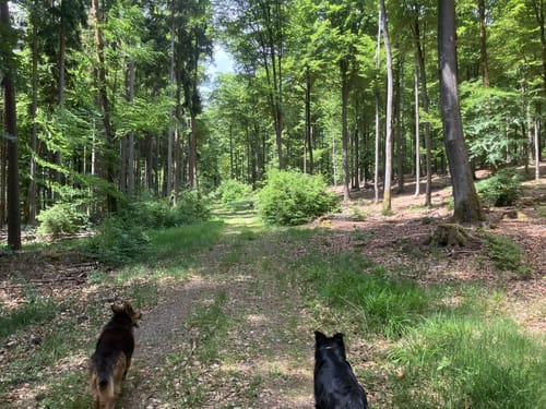 Schopp - Hardterkopf
