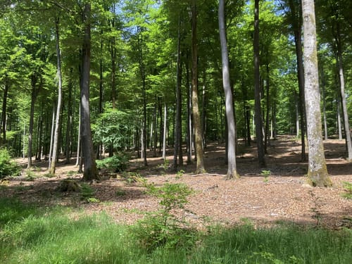 Schopp - Hardterkopf