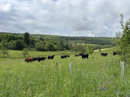 Vulkanring Vogelsberg Etappe 6: Ulrichstein - Laubach