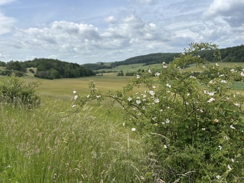 Vulkanring Vogelsberg Etappe 1: Laubach - Eichelsdorf