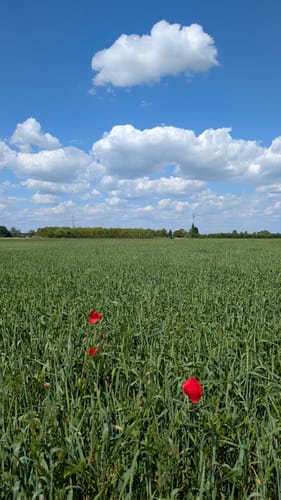 Geschichts- und Naturlehrpfad Rheinau