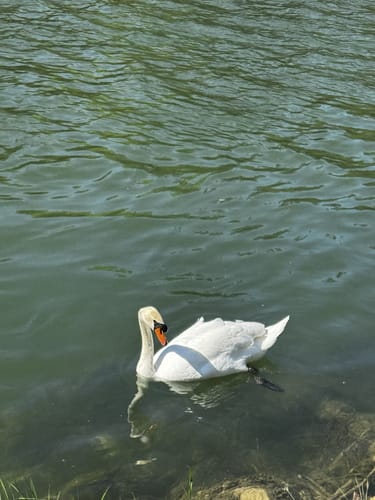 Pupplinger Au und Ickinger Wehr