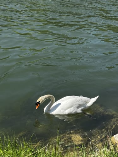 Pupplinger Au und Ickinger Wehr
