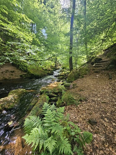 Trippstadt - Burg Wilenstein -Karlstalschlucht