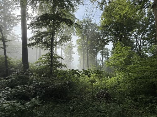 Rohdetal - Frankenburg