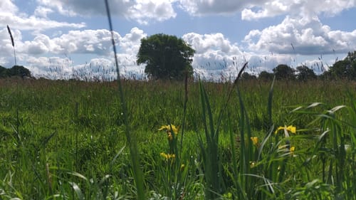 Rund um das Nienwohlder Moor