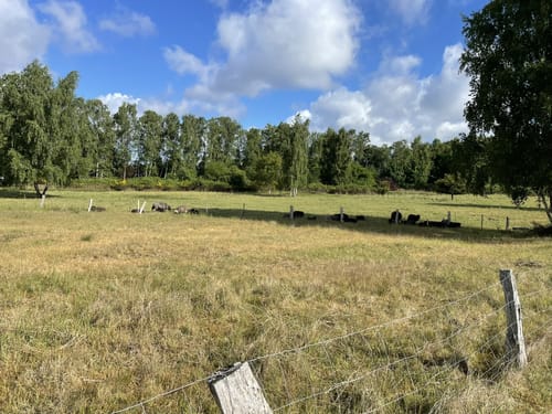 Westlich von Selmsdorf