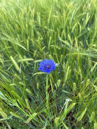 Dellinger Buchet und östlicher Wörthsee