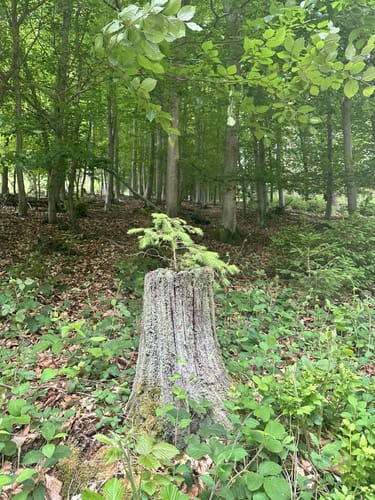Monschau-Rurtal-Rundweg 35