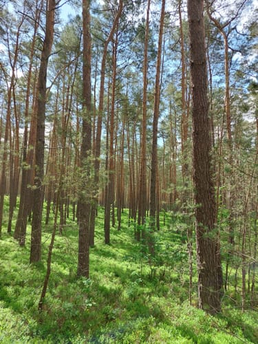 Radfernweg Berlin-Usedom Etappe 2: Joachimsthal - Prenzlau