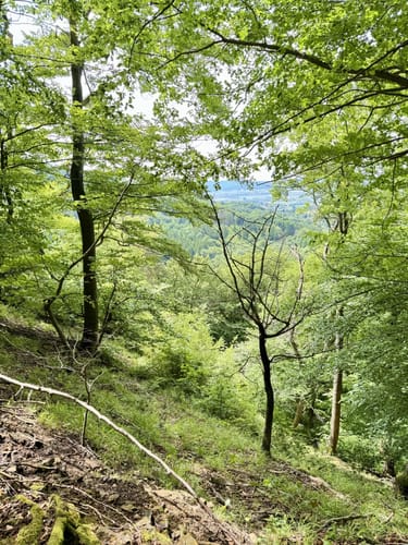 Im Höllenbachtal zu den Langenfelder Wasserfällen