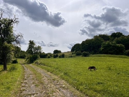 Wettelrode - Kalmusgrund