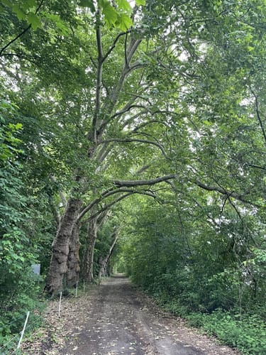 Von der Bürgerheide entlang dem Rhein