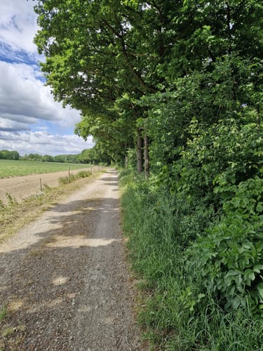 Hardter Wald: Rundweg A1