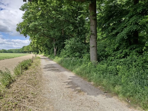 Hardter Wald: Rundweg A1