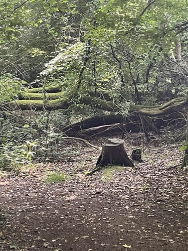 Wanderrunde Bergisches Land ab Schöllerhof
